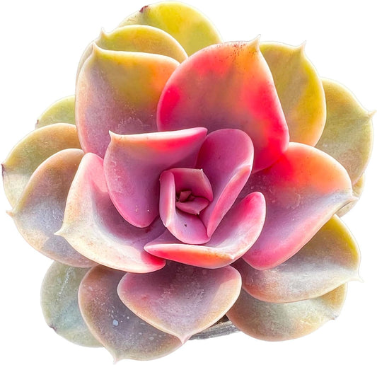 Echeveria Rainbow Variegated Succulent