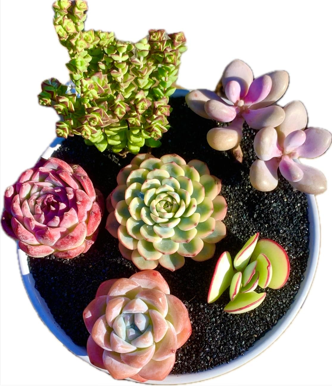 FWPP Succulent Plants Live - 6 Pack